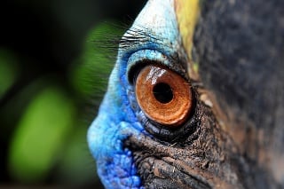 Eyes of Cassowary Bird