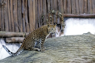 Mláďa leoparda cejlónskeho patrí tiež medzi najnovšie prírastky.