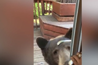 Žena natočila blízke stretnutie s medveďom.