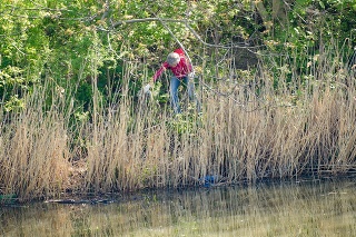 Na snímke dobrovoľník čistí nábrežie rieky Nitra.