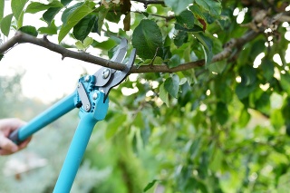 Close up from a man's hand trimming and landscaping trees with shears.