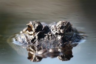Water level view of a wild Alligator in Florida