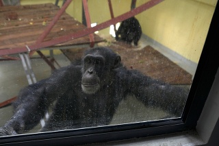 Šimpanz Koko sa pozerá z okna špeciálne upravenej miestnosti v zoologickej záhrade v Skopje.