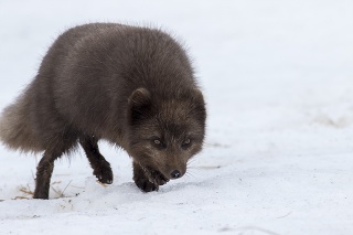 An Arctic Fox (Blue Morph) in the snow in the Westfjords region of Iceland