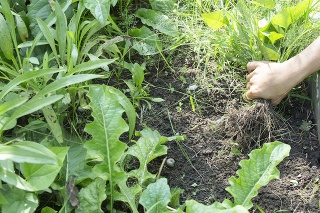 Close up of female hands pull out weeds from ground garden.