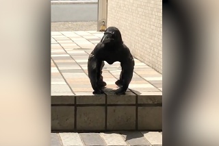 Bizarnému javu z Japonska je ťažké uveriť: Žena natočila vranu, ktorá pripomína gorilu