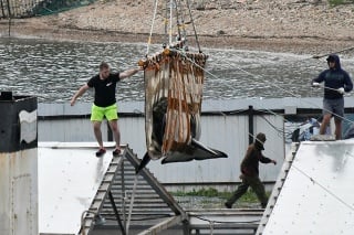 Stovky nelegálne odchytených veľrýb mieria na slobodu.