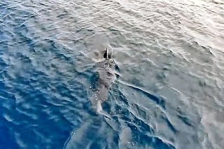 Najnovšie na video zachytili žraloka v prímorskom meste Primošten.