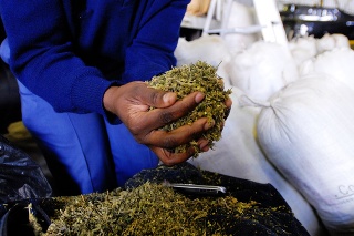 Hands full of marijuana confiscated by police