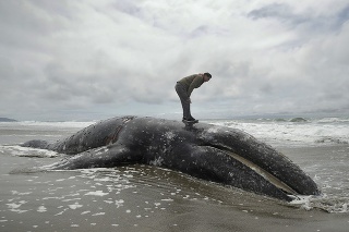 Tento rok Tichý oceán vyplavil na pobrežie štátu Washington 30 mŕtvych vráskavcov sivých. 