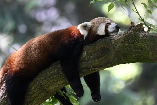 Panda červená oddychuje na strome.