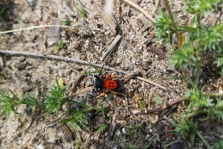 Stepník červený patrí k najjedovatejším pavúkom strednej Európy. 