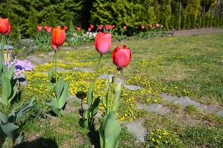 Takto krásne sa týčia tulipány.