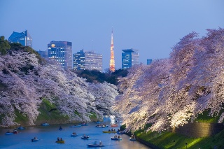 Tokijská atrakcia: Najväčšej obľube sa teší večerné člnkovanie po kanáli, na brehu ktorého rastú stovky sakúr.