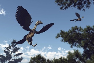Archaeopteryx birds dinosaurs flying among pine trees - 3D render
