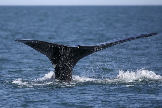 Islandskí lovci veľrýb čelia obrovskej kritike (ilustračné foto).