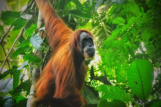 Sumatran Orangutan in their natural habitat
