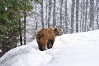 Stopy medveďa sa objavili na turistickom chodníku  vedúcom z Runiny na Ďurkovec.