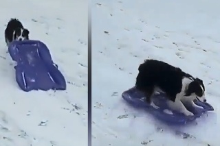 Najviac zo všetkých si zimu užíva tento pes: Vyskočil na boby a spustil sa dolu svahom