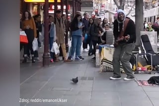 Tancujúci jednonohý holub sa stal hviezdou internetu: Jeho choreografia zabáva celý svet!