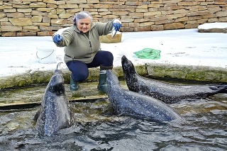 Erika Karafová (60), ošetrovateľka tuleňov