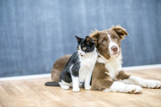 A cute cat and dog are sitting together on a floor. They are inside of a house.