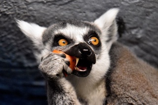 Lemury si z darčeka vytiahli poriadne maškrty - balík pre jedného Lemura 0,5 kg ovocia, zeleniny a granúl pre primátov.