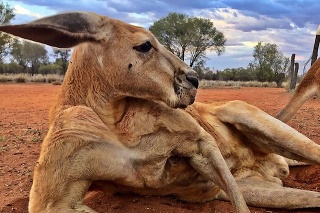 Zomrela najznámejšia kengura na svete: Svalnáč Roger sa dožil 12 rokov
