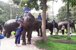 Slony v thajskom Národnom inštitúte pre slony