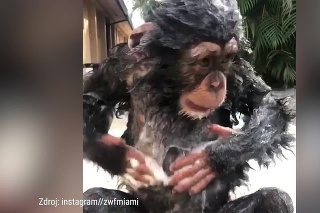 Rozkošný šimpanzík neberie hygienu na ľahkú váhu: Pozrite, ako si užíva kúpeľ!