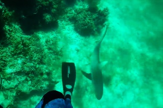 Horor na Bahamách: Žralok zahryzol 29-ročnému mužovi do hlavy