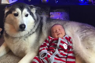 Dvojica, ktorá ľuďom roztápa srdcia: Pes sa o bábätko stará ako o vlastné!