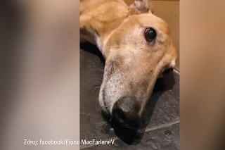 VEĽKÁ výstraha pre ľudí, čo obľubujú ohňostroj: Majiteľka psa ukázala znepokojujúce video jeho následkov!