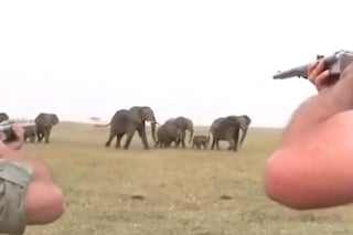 Nechutné video z Namíbie: Poľovníci surovo zabili slona, stádo sa rozbehlo proti nim