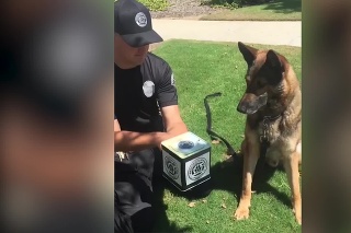 Policajný pes Ammo dostal novú hračku: Jeho reakcia vás zaručene pobaví