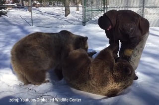 Nebezpečná hra: Muž na videu ukázal, ako sa hrá s medveďmi