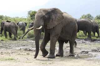 Turisti môžu v parku naraziť aj na slony.