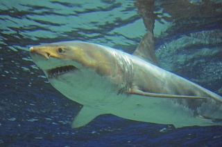 Fotka žraloka bieleho z akvária Okinawa Churaumi.