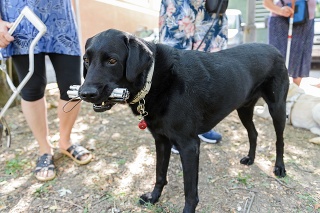 V Nitre prebiehalo „Sústredenie čakateľov a držiteľov vodiacich psov“, ktoré každoročne organizuje Výcviková škola pre vodiace a asistenčné psy.