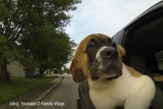 Toto video vám zaručene zlepší deň: Pozrite si šteniatko bernardína pri jeho prvej jazde autom