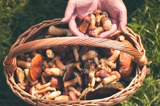 Female hand placing mushrooms in the basket