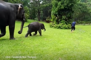 Roztopašná hra: Sloníča pod dohľadom rodiča napodobňovalo pohyby muža
