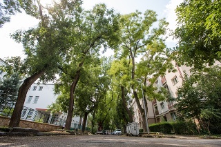 Obyvatelia Kulíškovej ulice nechcú prísť o stromy.