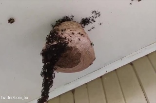 Toto je ozajstná mravčia vojna: Útok na osie hniezdo mohli uskutočniť len vďaka jedinej veci!