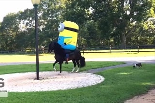 Mimoň v sedle: Profesionálny tréner koní osedlal toho svojho v kostýme obľúbenej postavičky