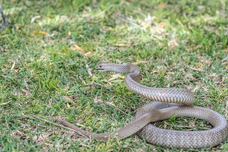 Eastern Brown snake (Pseudonaja Textilis) which is a native species in Australia and the second most deadly snake in the world