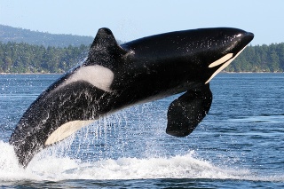 Orca Breaching