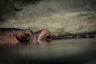 Close up of a hippo’s eye peeking out of the water.