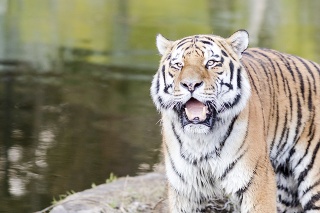 Portrait of bengal tiger roaring beside the water
