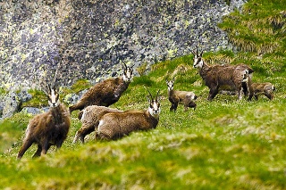 V porovnaní s vlaňajškom narátali na území Tatranského národného parku menej kamzíkov.